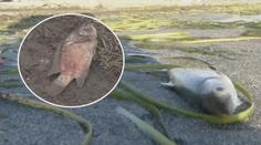 Lidé ignorují nebezpečí erupce sopky Taal, vrací se domů zachránit zvířata