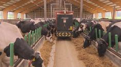 Nejmodernější kravín v Česku. Dojnice celý den krmí chytří roboti