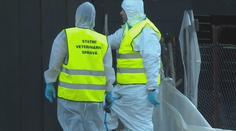 Drůbež v Česku ohrožuje nová nemoc. Způsobuje hromadné úhyny ptactva