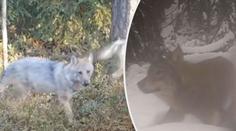 VIDEO: Vlci procházejí obcí. Roztrhali tam už několik ovcí