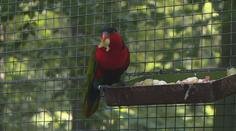 Z ostravské zoo mizí zvířata. Zloději se prý ukrývají mezi návštěvníky