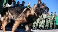 Záchrana životů se mu stala osudnou. Při pomoci v Turecku zemřel pátrací pes