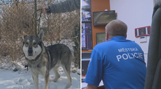 Vyděšení lidé v Ostravě volali strážníky kvůli vlkovi. Ukázalo se, že to byl pes