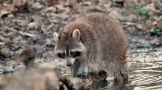 Ostravskou zoo trápí mývali. Plundrují krmítka i ptačí hnízda