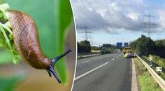 Trabant se převrátil na dálnici. Za nehodu mohli slimáci!