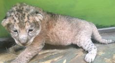 Velká tragédie v hodonínské zoo. Zemřelo teprve měsíční lvíče