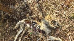 Na Broumovsku našli zastřeleného vlka. Pachateli hrozí tři roky