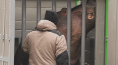 Mezinárodní výměna hrochů. Ostravská zoo získala samce z německého Karlsruhe