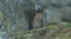Olomoucká zoo má nový přírůstek. Ohroženou samici levharta mandžuského