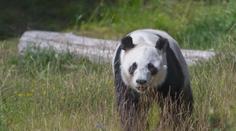 Finská zoo do Číny vrátí pandy. Stojí víc než zbytek zvířat dohromady