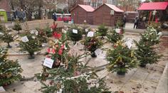 Zrůda zničila dětem stromečky, zuřili lidé v Ústí. Policie vše objasnila