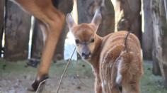 Jihlavská ZOO hlásí přírůstek. Sameček antilopy dělá první kroky