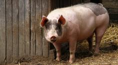 Lidé se mohou nakazit superbakterií od prasat. Je odolná vůči antibiotikům
