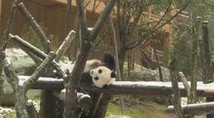 VIDEO: Panda si v čínské zoo užívá první sněhovou nadílku