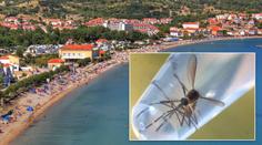 Dovolená v ohrožení! Komár šířící Ziku už je i v Chorvatsku či Itálii