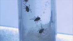 Teplé počasí probudilo klíšťata. Dávejte pozor, varují odborníci