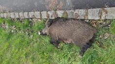Neznámý pachatel zastřelil šípem bachyni v Mostě. Hrozí mu dva roky