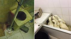 V restauraci nelegálně zabíjeli zvířata! Krev byla i na stěnách