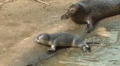 TO SNAD NE! V jihlavské zoo zemřelo čtrnáctidenní tulení mládě