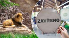 "Tato zvířata bychom museli zabít první," popsala krizový plán ZOO v Německu