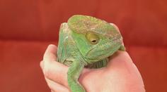 V Pardubicích někdo vyhodil na ulici chameleony. Zvířata málem umrzla