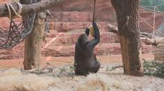 Ovocná i rybí zmrzlina. Zvířata v pražské zoo si užívala letní pochoutky