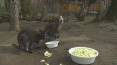 Zoo Děčín hlásí klokaní babyboom, mláďata už vykukují z "kapes"