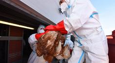 Čína ohlásila první případ nákazy člověka virem ptačí chřipky H10N3