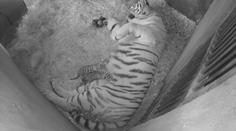 Zlínská zoologická zahrada slaví! Narodila se tam tři tygří mláďata