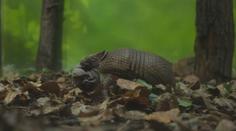 V ústecké zoo se narodilo mládě pásovce kulovitého. Jeho odchov je vzácný