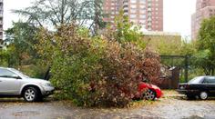 VÝSTRAHA: Vichr může vyvracet stromy, varují meteorologové