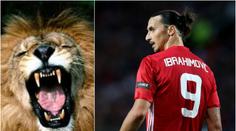 Zlatan je zpět ve hře! Proč o sobě mluvil jako o lvu?