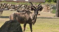 Tipy na výlet: Tyto zoo stojí za návštěvu. Uvidíte lvy, osly i rostliny