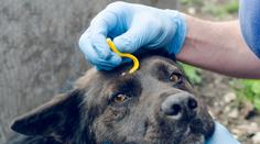 Klíšťata vylézají už nyní. Může to stát zdraví lidi i mazlíčky