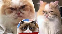 Grumpy Cat má nástupce: Tohle je nová nejnaštvanější kočka