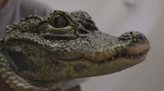 Český unikát se přesouvá do Polska, jihlavská zoo stěhovala aligátory