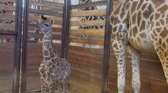 Zoo ve Dvoře Králové má první letošní přírůstky