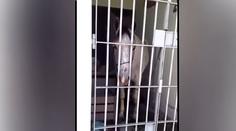 Kůň kopl do auta, za nebezpečné jednání skončil za mřížemi! VIDEO