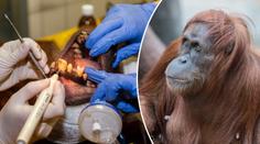 Zvířata u lékaře: Orangutan z pražské zoo musel k zubaři!