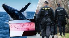 Policie: Modrá velryba je v Česku! Prověřujeme podezřelá úmrtí dětí