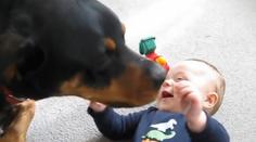 KRÁSNÉ VIDEO: Rotvajler chce sežrat miminko samou láskou!