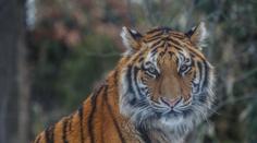 Nakažený tygr v zoo už není jediný, Covid-19 se potvrdil u dalších 7 šelem