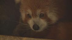 Plzeňská zoo se raduje! Po jedenácti dnech našli chlupáče na útěku