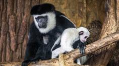 V pražské zoo mají další tahák! Malou opičku už i pokřtili! VIDEO