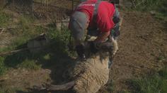 Zvířata trápí velká vedra, ovce brzy čeká stříhání