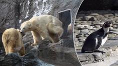 Tučňáci v pražské zoo přimrzají k zemi! Musí je odsekávat!