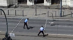 Zatoulaná ovce zastavila dopravu v Plzni. S odchytem pomohla městská policie