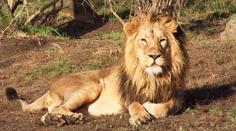 Lvi v pražské zoo si užívali poslední sluneční paprsky! VIDEO