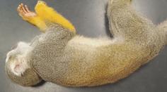 Jindřichohradecká zoo hledá návštěvníka krmícího zvířata. Opičku otrávil čokoládou