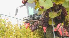 Místo sběračů jsou na vinohradech kvůli koronaviru kombajny